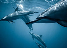 樱花影院午夜不完全体验说明：长期使用后的可靠性与便利性分析（整理版）